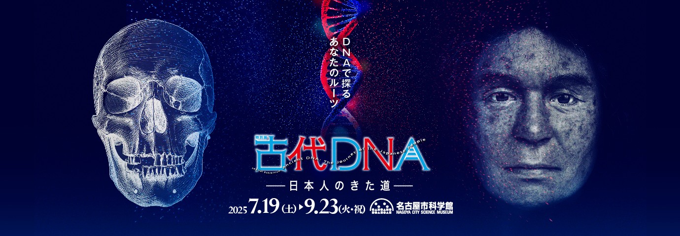 特別展「古代ＤＮＡ」と常設展示室